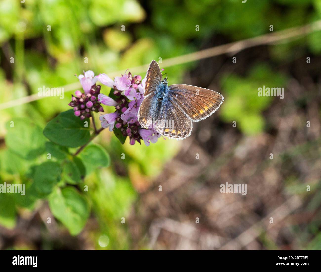 DER BLAUE SCHMETTERLING Polyommatus Icarus Stockfoto