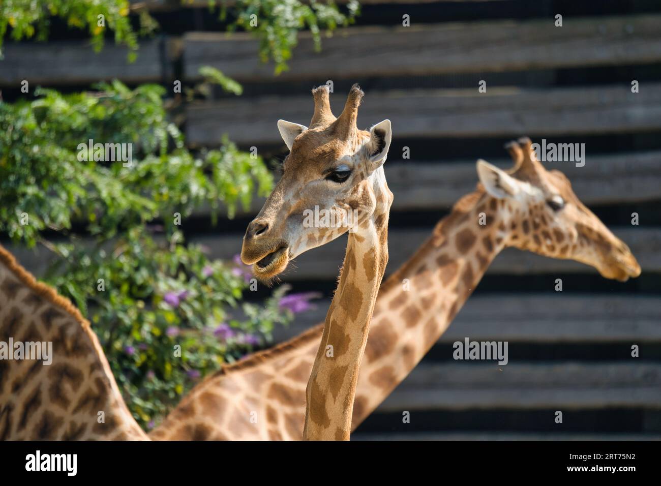 Die westafrikanische Giraffe tote Nahaufnahme im zoologischen Park von Paris, früher bekannt als Bois de Vincennes, der eine Fläche von 14,5 Hektar umfasst Stockfoto