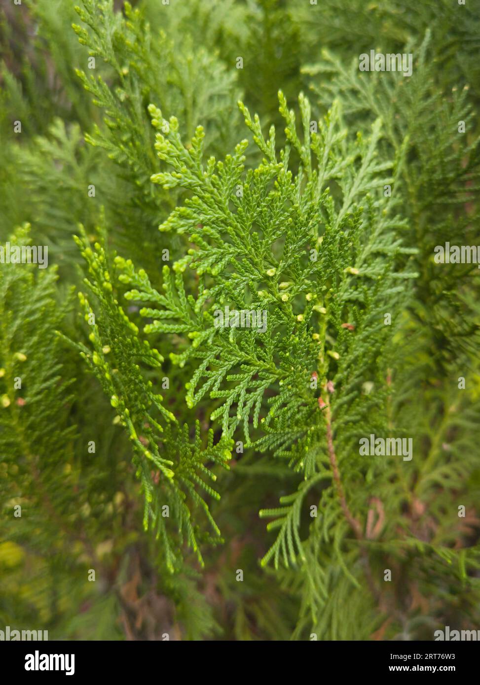 Nahaufnahme von Zypressenzweigen im Garten, selektiv fokussiert mit Vollrahmen, natürlichem Hintergrund oder Tapete in vertikaler Ausrichtung Stockfoto