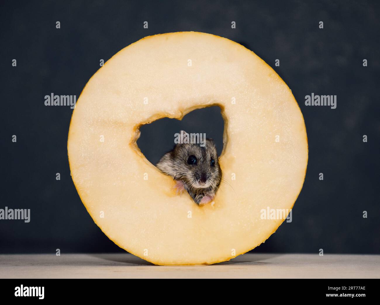 Grauer Hamster isst ein rundes Stück saftige, reife, frische gelbe Melone Stockfoto