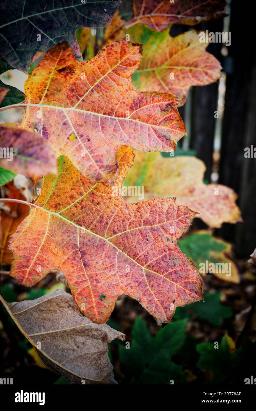 Rotes Ahornbaumblatt in voller Herbst- oder Herbstfarbe. Stockfoto