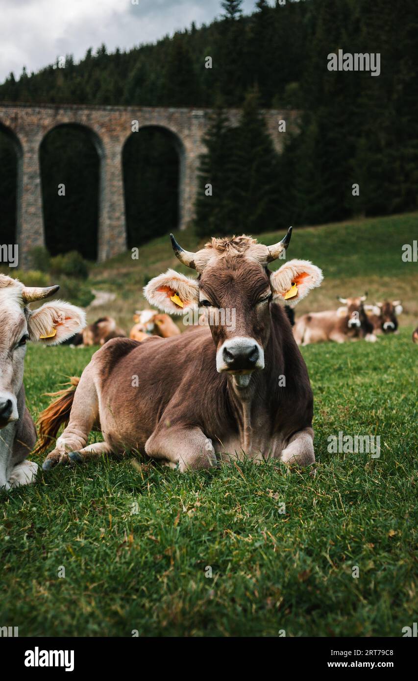 Vertikales Porträt einer schönen und süßen braunen, blinkenden Kuh, die auf dem Gras liegt und vor der Kamera posiert. Junge Kuh auf der grünen Wiese mit Wald im Hintergrund. Stockfoto