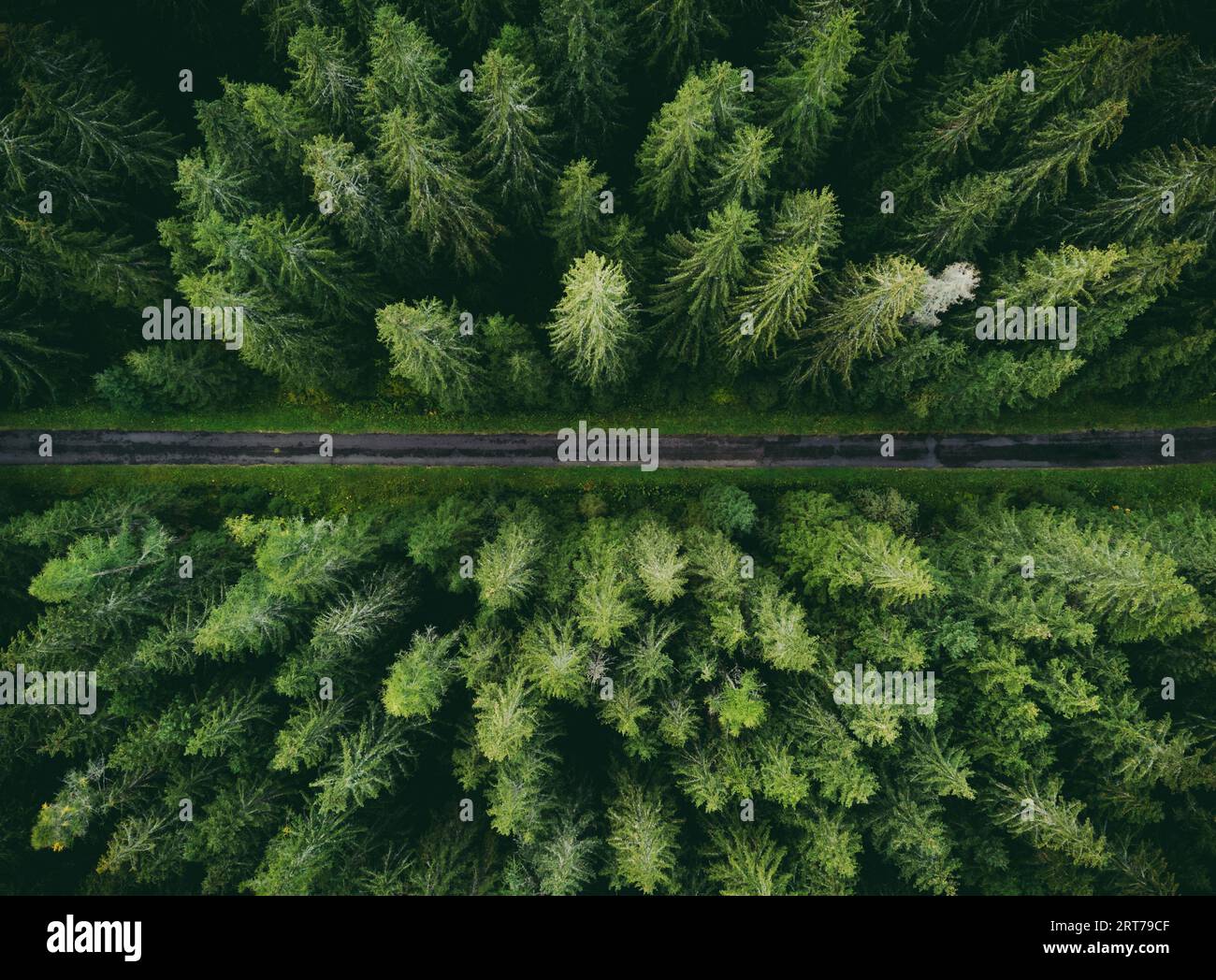 Weitwinkel-Luftaufnahme mit Drohne (Draufsicht) von erstaunlichen grünen Kiefernwäldern mit geschwungener Straße (Weg). Buntes und gesättigtes Bild des Weges in der Natur von A Stockfoto