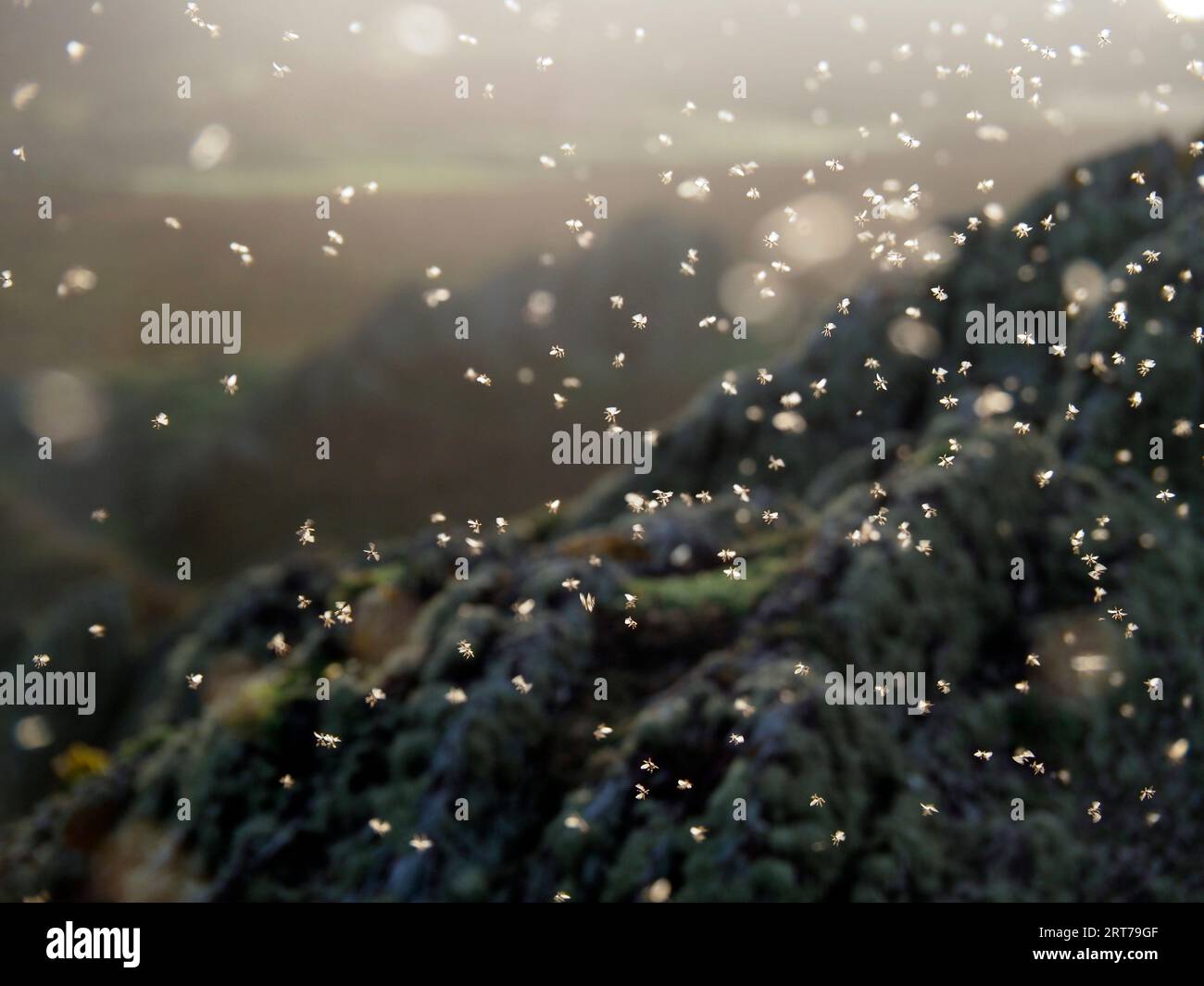 Fliegende Ameisen, Skokholm, Pembrokeshire, Wales Stockfoto