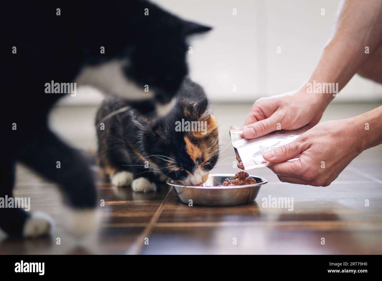 Hausleben mit Haustieren. Nahaufnahme von Menschenhänden beim Füttern zweier hungriger Katzen zu Hause. Stockfoto