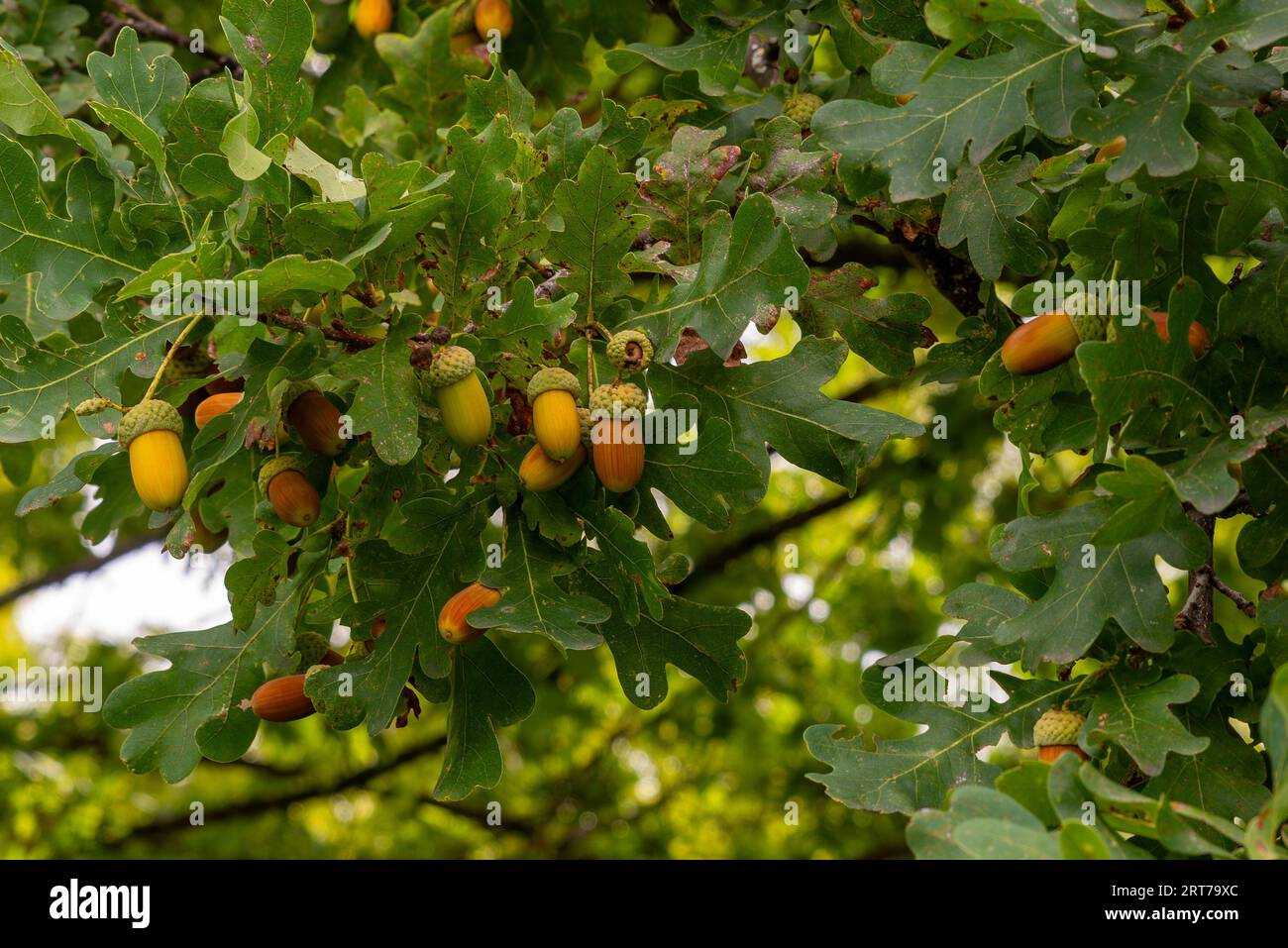 Eicheln am Eichenzweig Stockfoto