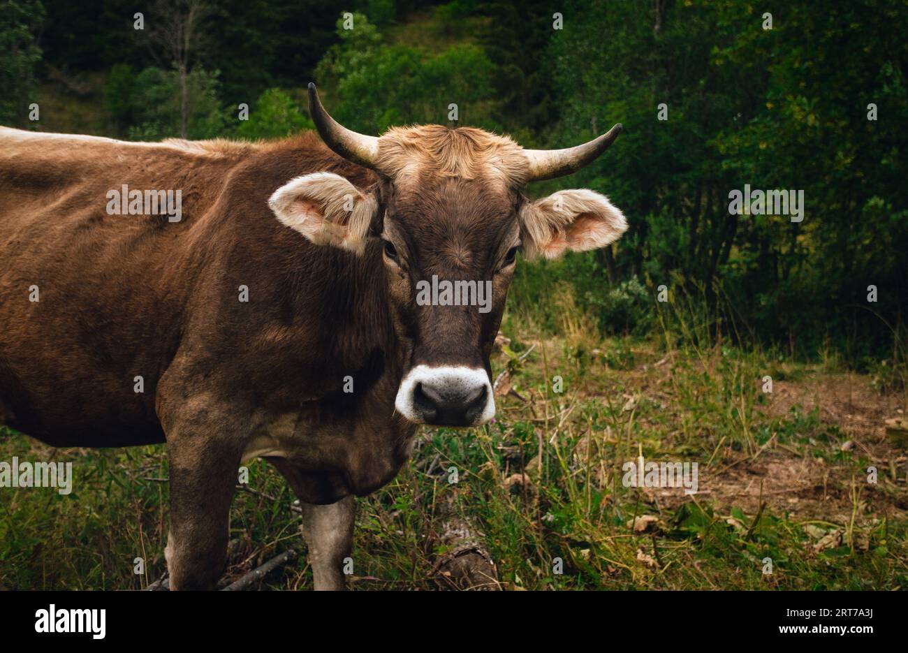 Junge schöne braune Kuh mit niedlichem Gesicht, das auf der Wiese mit Hügeln im Hintergrund vor der Kamera schaut und posiert. Porträt der Kuhfütterung auf dem Gras (Feld) Stockfoto