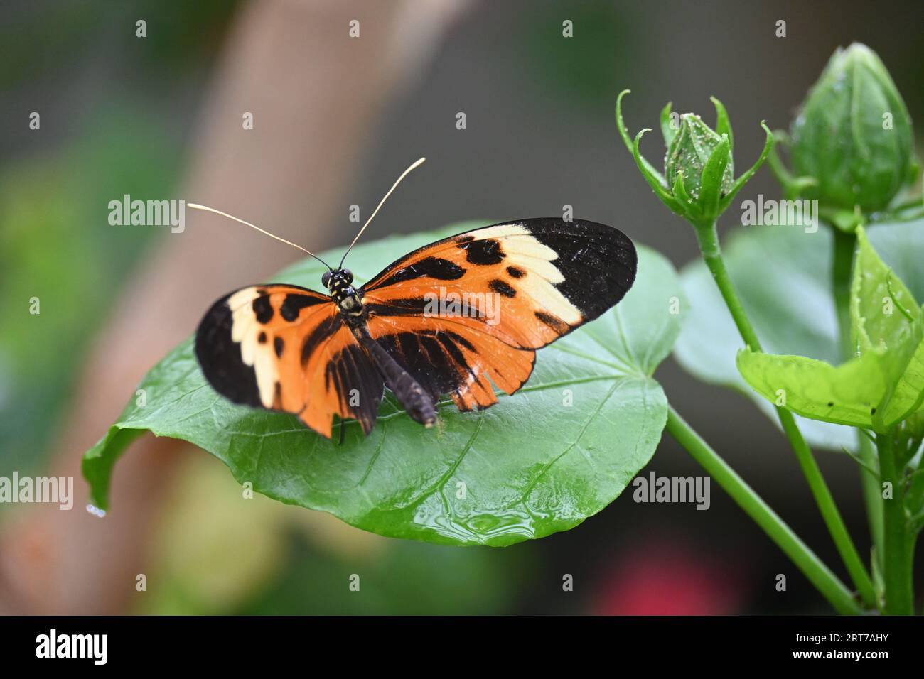 Wunderschöne Nahaufnahme von Butterfly Stockfoto