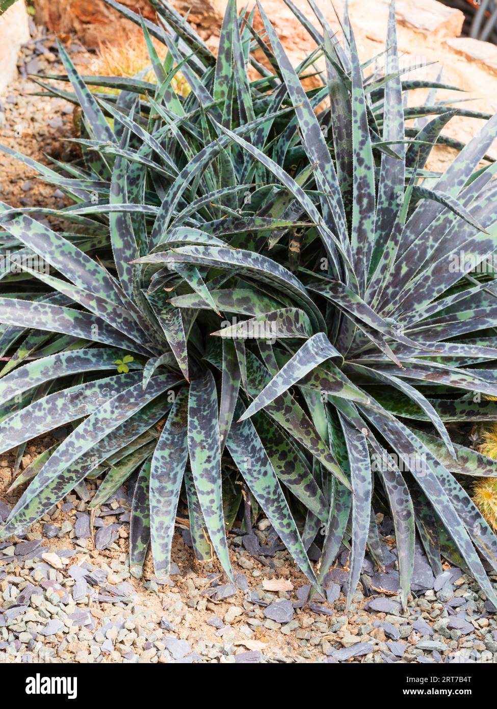 Geflecktes Laub der saftigen Rosetten der Agave x Manfreda Hybrid, Mangave „Pineapple Express“ Stockfoto