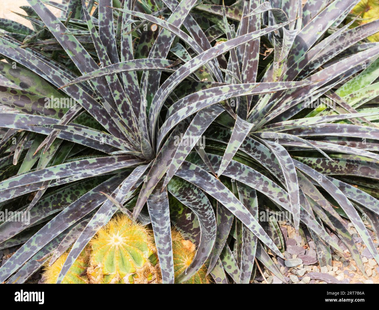 Geflecktes Laub der saftigen Rosetten der Agave x Manfreda Hybrid, Mangave „Pineapple Express“ Stockfoto