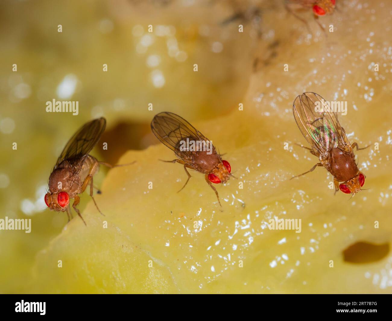 Eine Gruppe weiblicher Essigeinfliegen, Drosophila immigrans, die sich vom Fleisch einer verfaulten Tomate in einem britischen Garten ernähren Stockfoto
