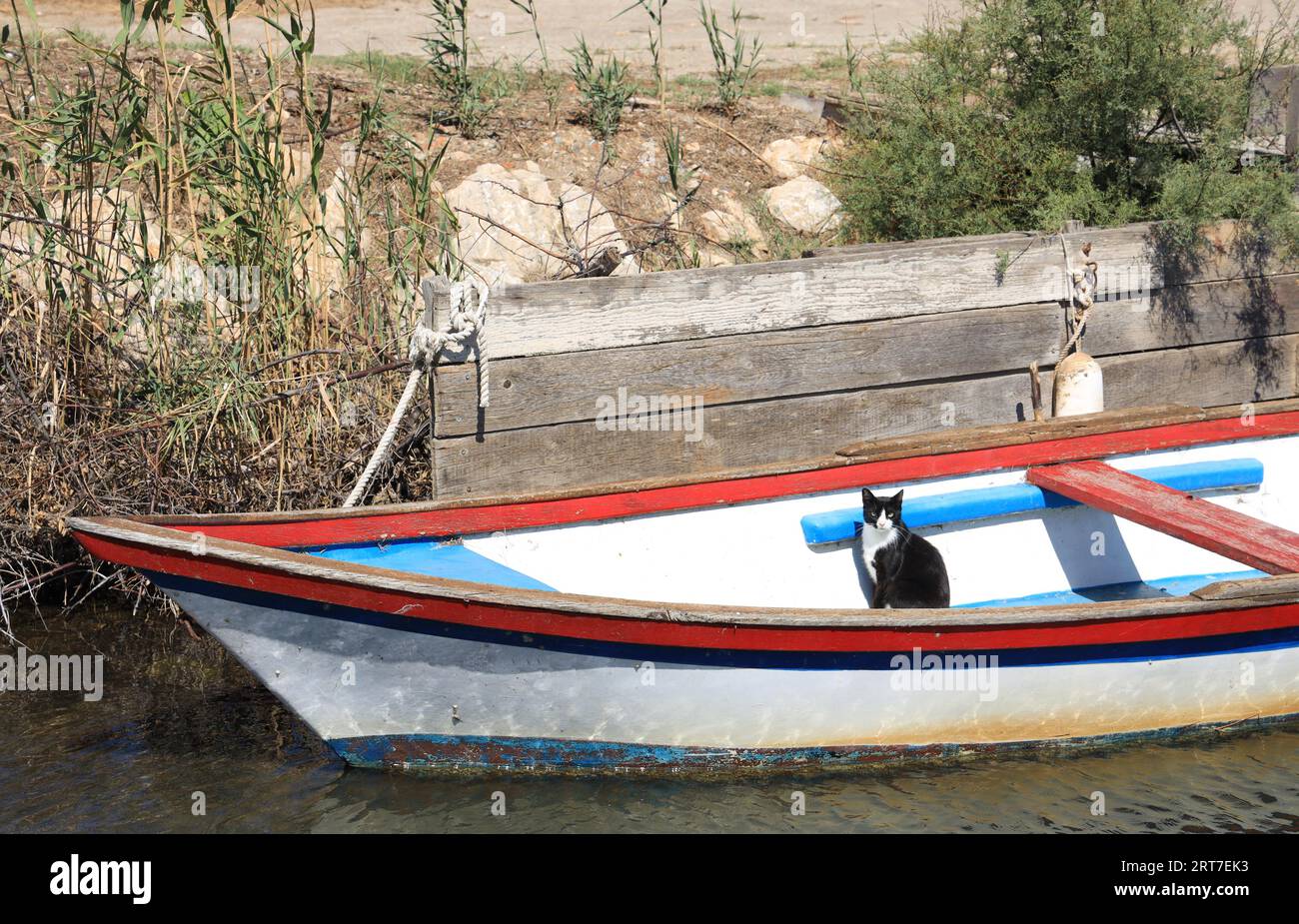 Schwarz-weiße Katze sitzt in einem kleinen hölzernen Ruderboot, das im Kanal nahe Saint-Hippolyte, Südfrankreich, vertäut ist Stockfoto