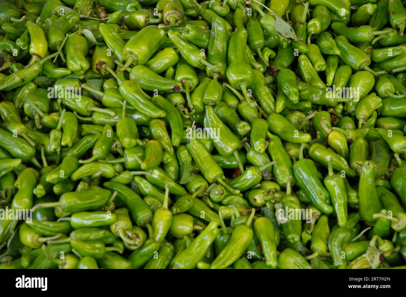 Ein Haufen frischer grüner Paprika auf einem türkischen Markt. Stockfoto