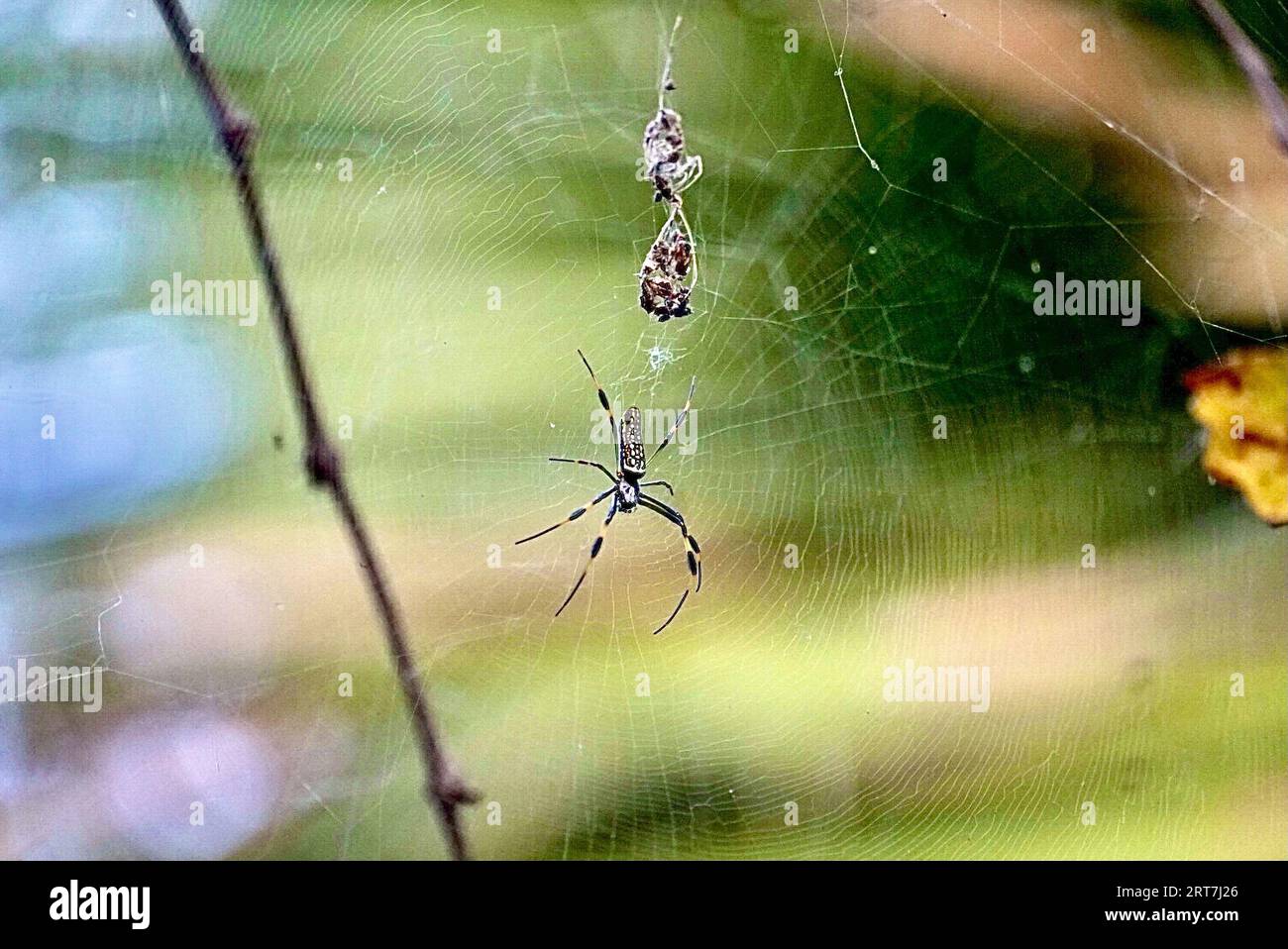 Eine Makroaufnahme einer Spinne, die auf ihrem Rücken thront, mit ihrem komplizierten Netz, das an der Seite hängt Stockfoto