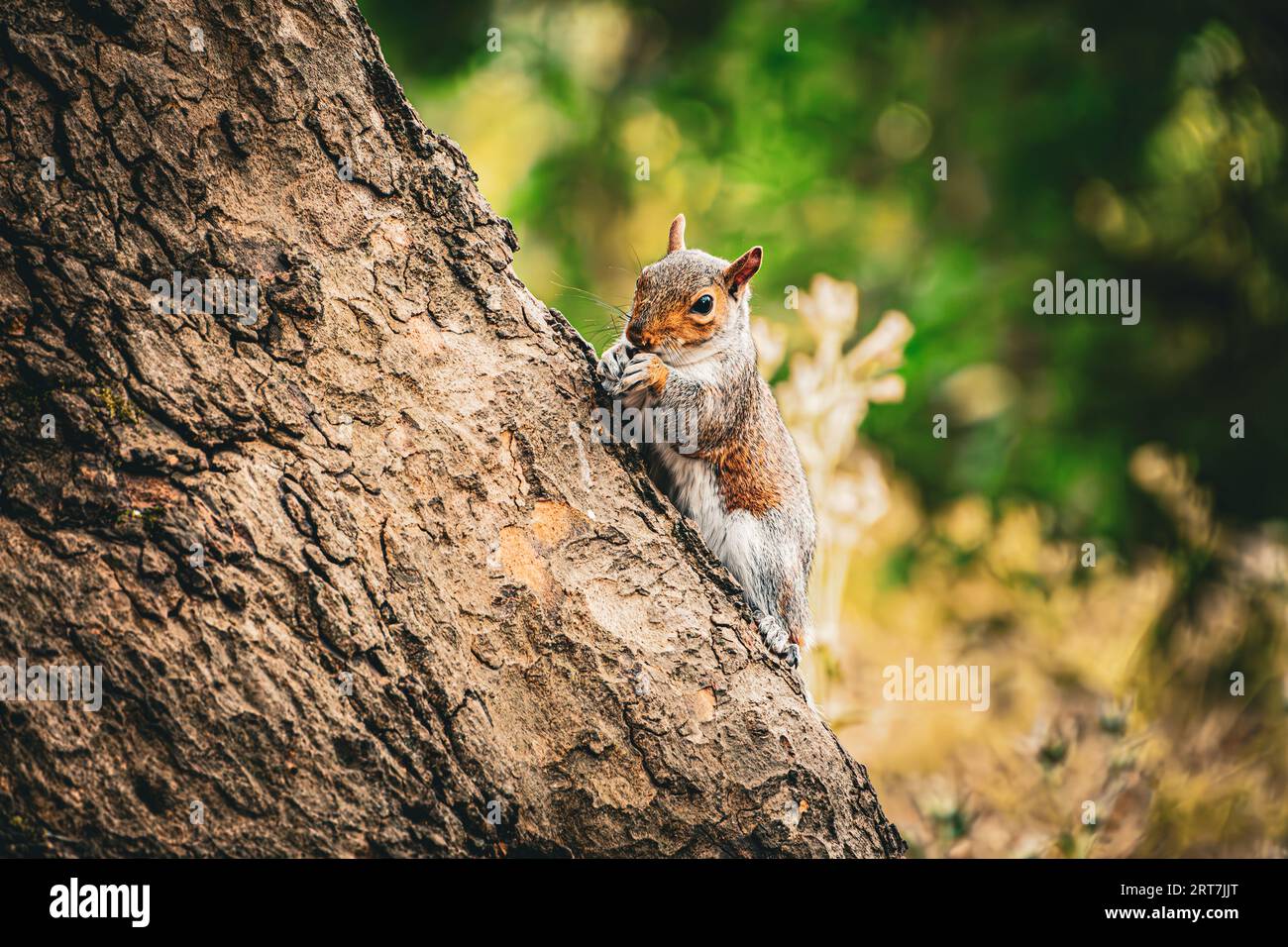 Neugieriges Eichhörnchen auf einem Baum im Londoner Park Stockfoto