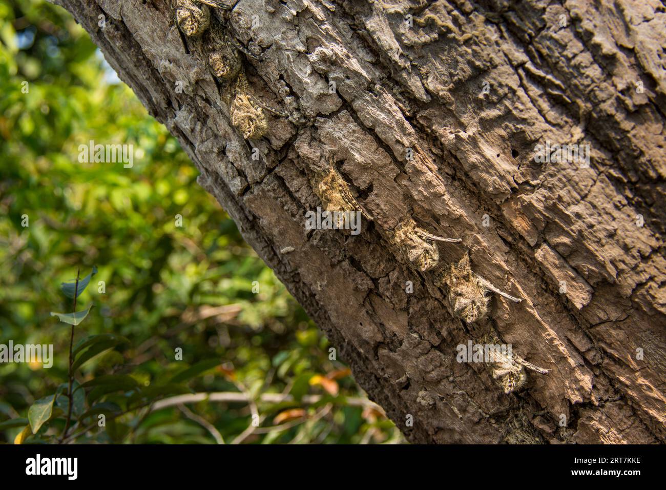 Proboscis-Fledermaus, Rhynchonycteris naso, oder Langnasenfledermaus, Spitznasenfledermaus, brasilianische Langnasenfledermaus oder Flussfledermaus im Pantanal, Brasilien Stockfoto