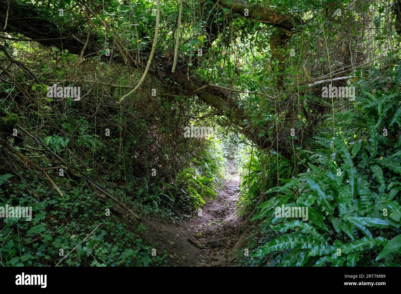 Eine Landschaft eines Baumstammes, der am 8. September 2023 in Wotton-under-Edge, England, über einen versteckten, alten Wanderweg in den Cotswolds gefallen ist. Stockfoto