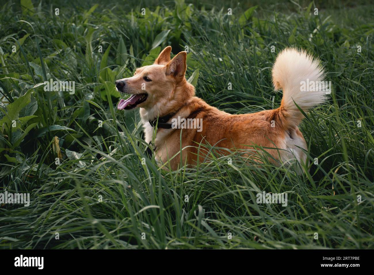 Ein kleiner roter Hund läuft auf der Straße auf dem Gras Stockfoto