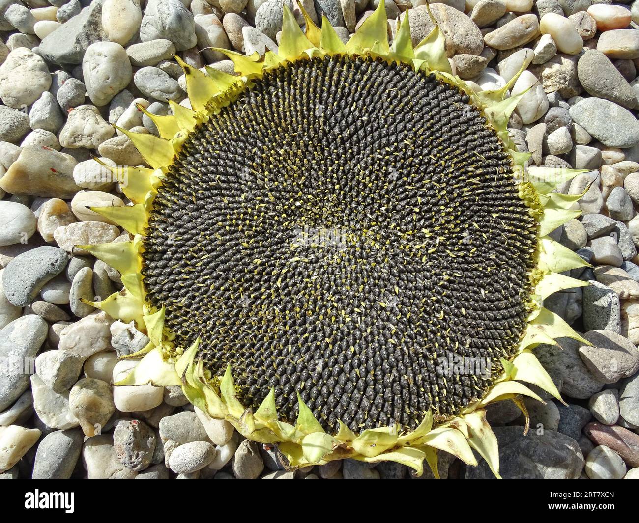 Sonnenblumenpflanze mit Reifen Samen. Sonnenblumenkerne. In Maramures, Rumänien Stockfoto