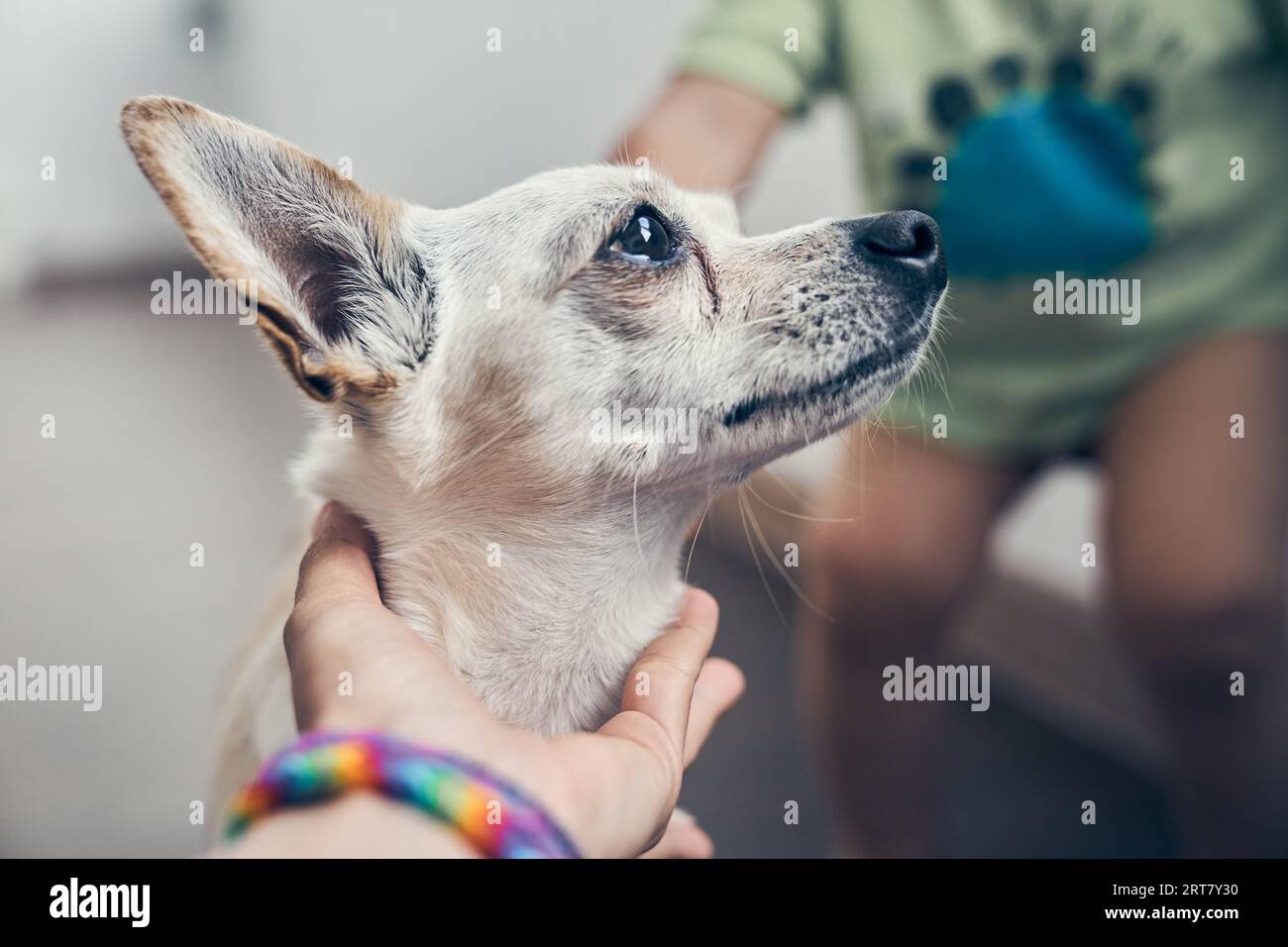 Eine gemischte Rasse von Chihuahua-Hunden, die vor dem Hintergrund eines Babys aus dem Fenster schaut, auf der Suche nach ihrem Besitzer oder auf ihn wartet. Die Hand einer Frau hält einen Hundemaulkorb. Haustiere in Innenräumen. Hochwertige Fotos Stockfoto