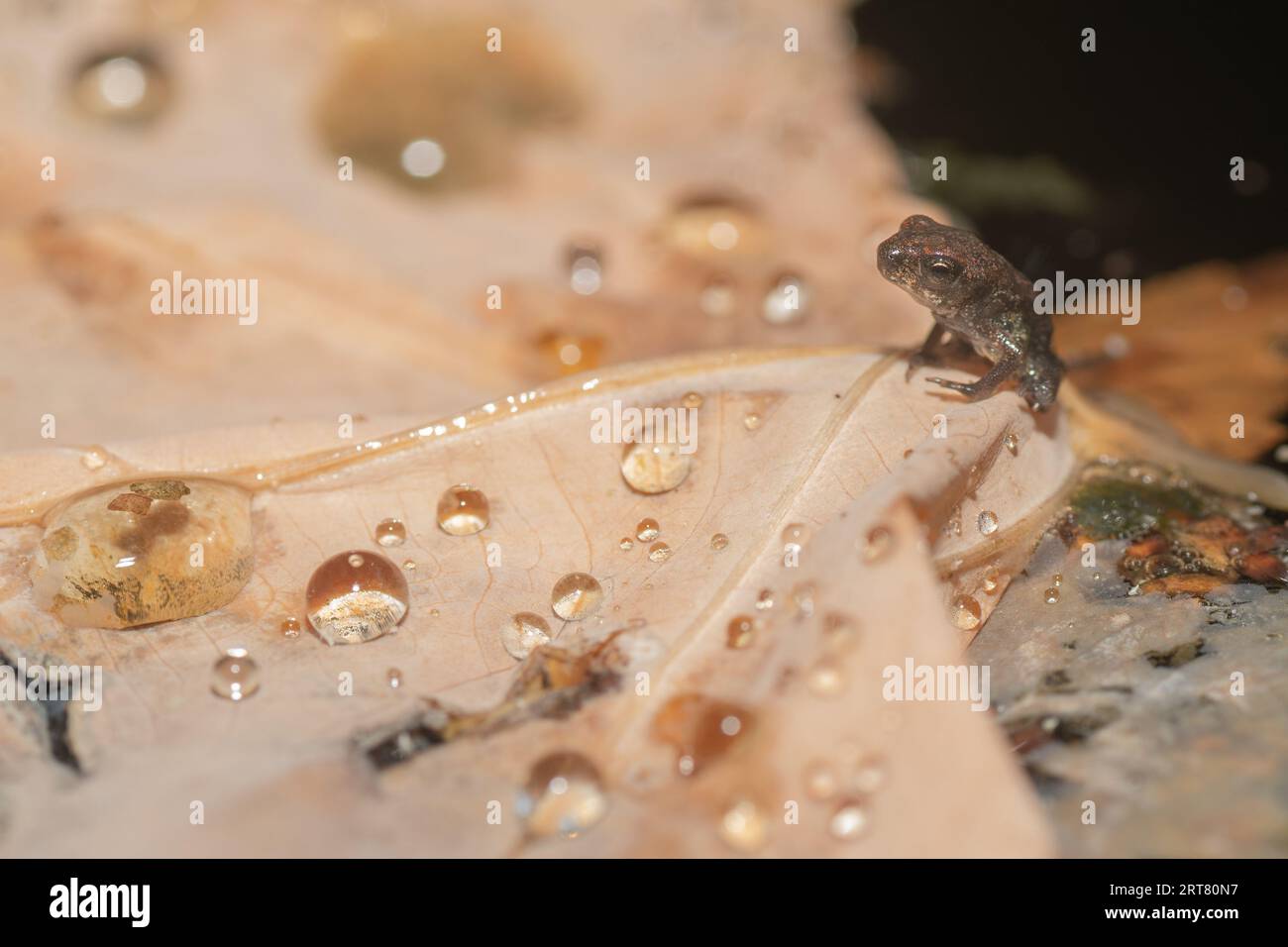 Eine kleine Kröte an der Golfküste sitzt auf einem gefallenen, braunen Blatt in einem großen Teich. Stockfoto