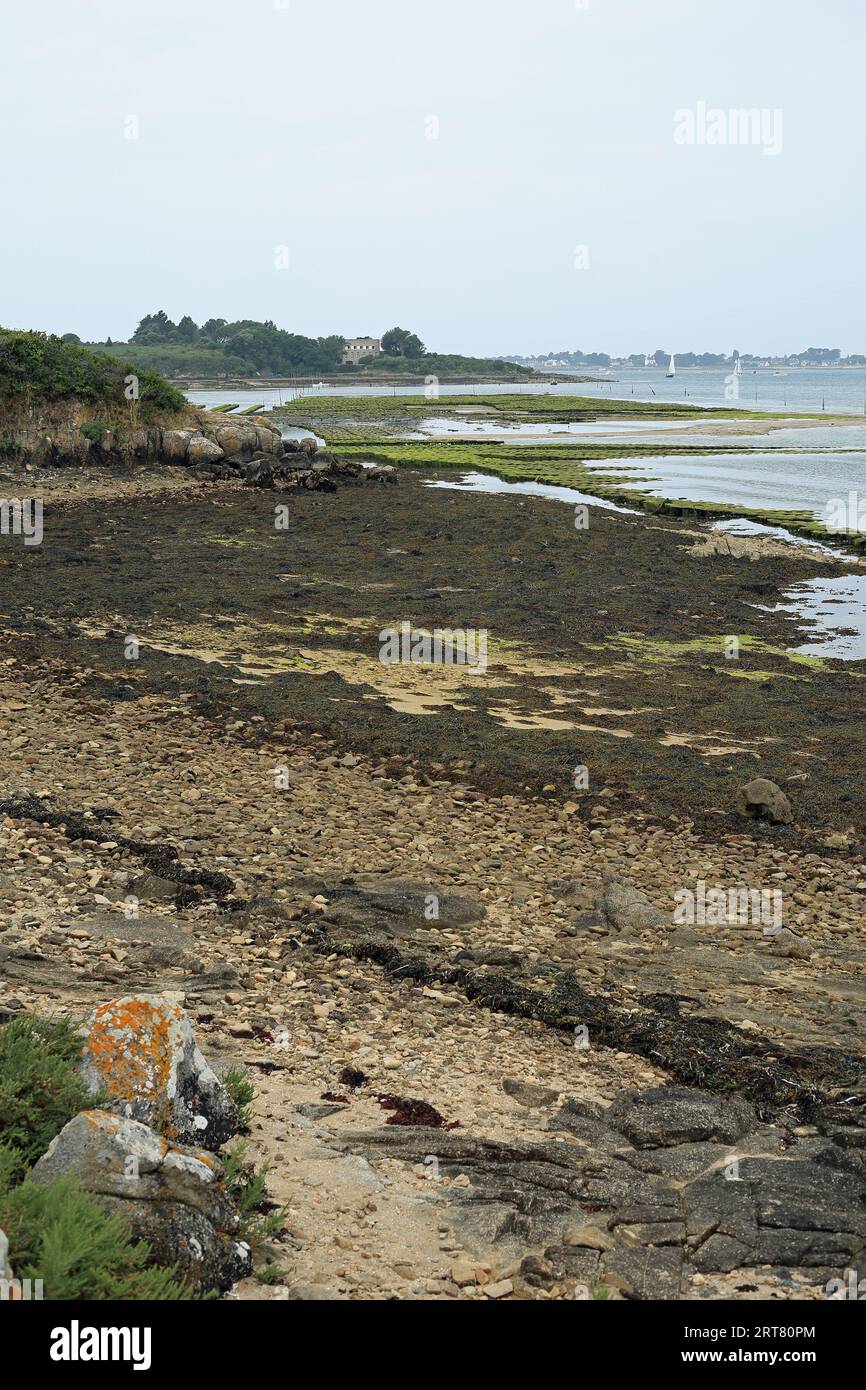 Blick über Austernbetten bis Pointe du Monteno von Ponte de Pembert, Arzon, Morbihan, Bretagne, Frankreich Stockfoto