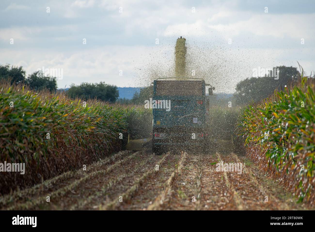 Eton, Windsor, Berkshire, Vereinigtes Königreich. September 2023. Die Bauern arbeiteten heute sehr hart in Eton, Windsor, Berkshire, während sie riesige Maisfelder ernteten, die als Futtermittel verwendet werden sollten. Die hohen Rekordtemperaturen in diesem Monat sind auf Veränderungen zurückzuführen, und Gewitter werden für morgen prognostiziert, die die Landwirte zusätzlich unter Druck setzen, ihre Ernte zu erledigen. Quelle: Maureen McLean/Alamy Live News Stockfoto