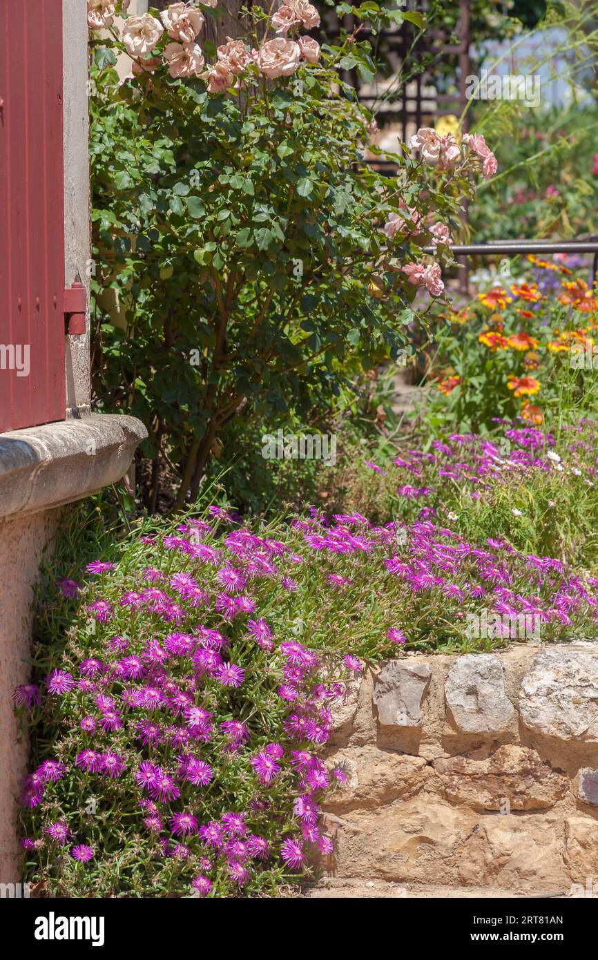 Mittagsblumenbeet und Rosenstrauch in einem Blumenbeet mit Sandsteinmauer, Roussillon, Luberon, Departement Vaucluse, Provence-Alpes-Cote dAzur, Frankreich Stockfoto