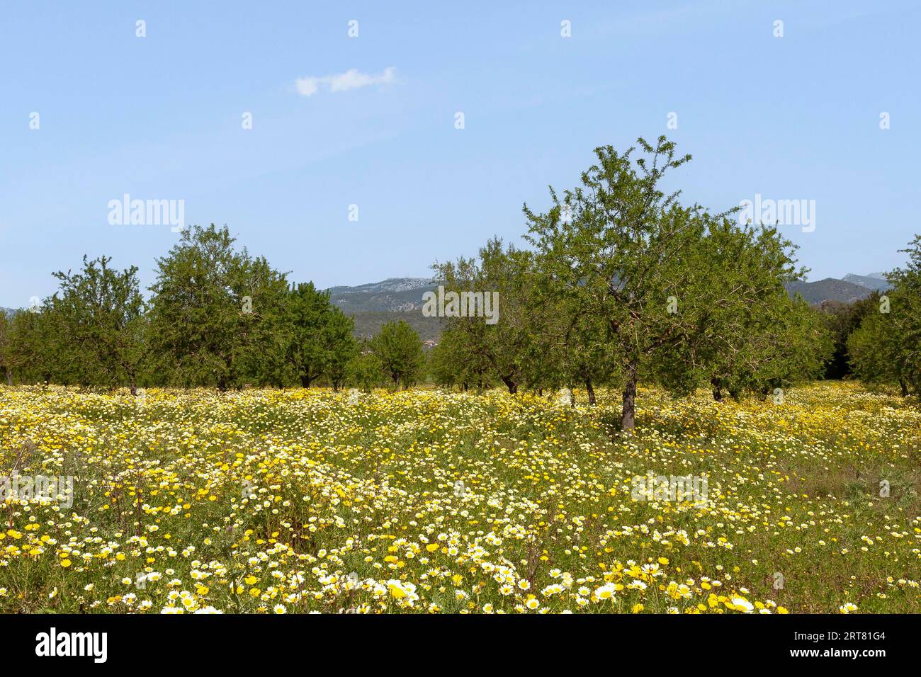 Blühende Wiese mit Kronenkraut (Glebionis coronaria), Mandelbäumen (Prunus dulcis) und Steineichen, Mallorca, Balearen, Spanien Stockfoto