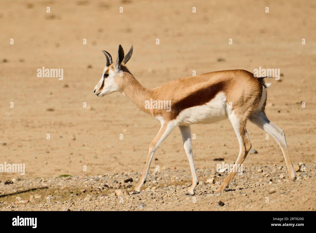 Springbok (Antidorcas marsupialis) zu Fuß im Dessert, gefangen, Verteilung Afrika Stockfoto