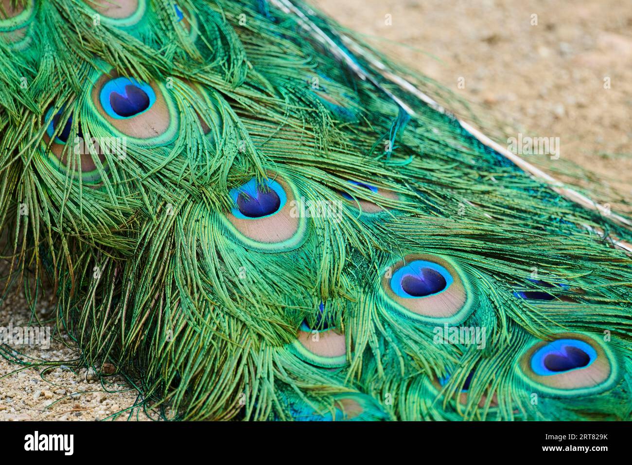 Indische Pfauenfeder (Pavo cristatus) Federn, Detail, Augen, Spanien Stockfoto