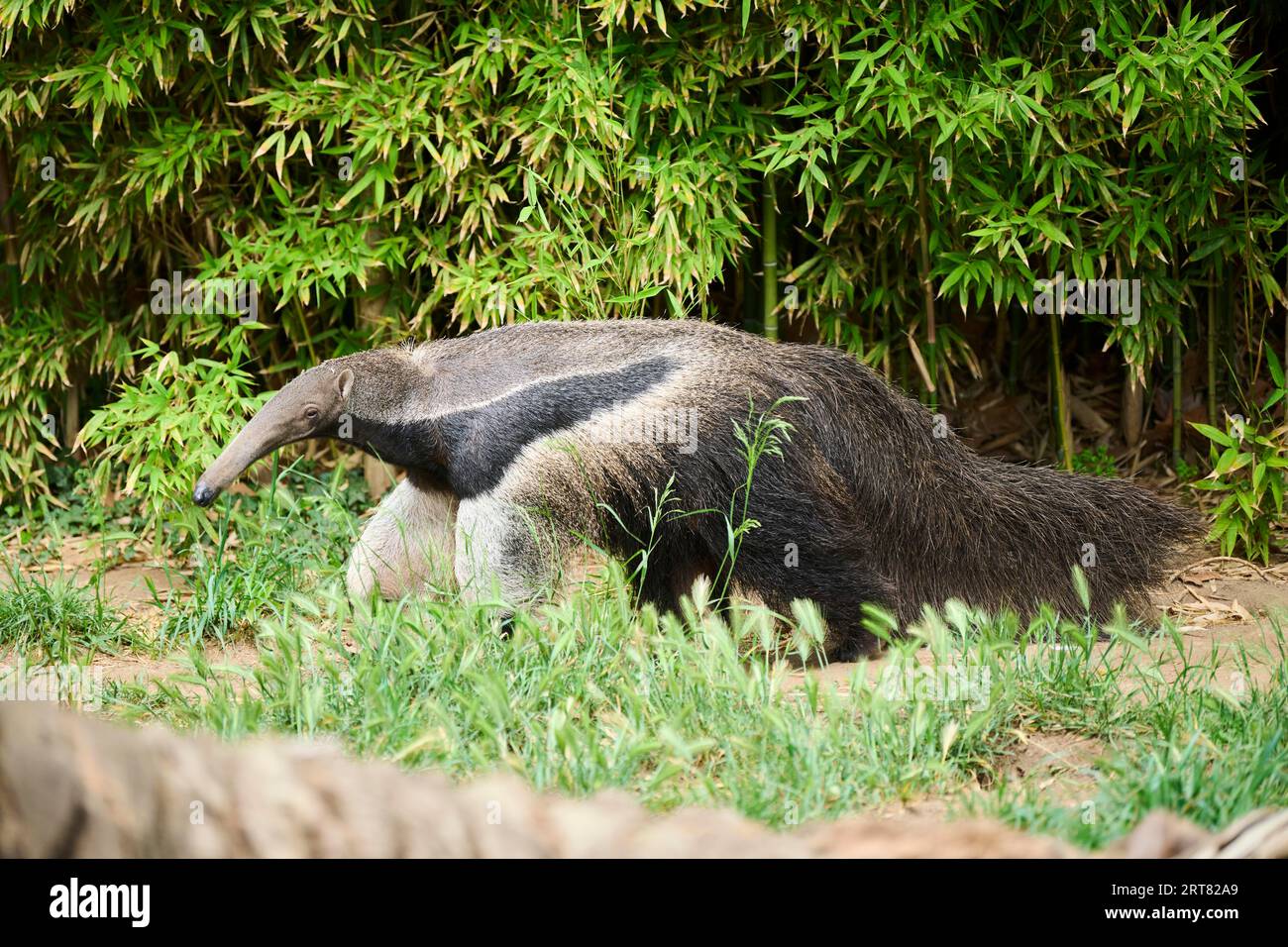 Giant anteater (Myrmecophaga tridactyla), gefangengenommen, Vertrieb Südamerika Stockfoto