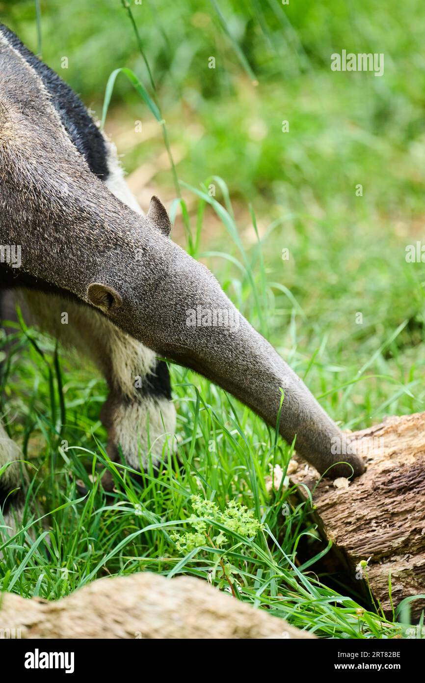 Giant anteater (Myrmecophaga tridactyla), gefangengenommen, Vertrieb Südamerika Stockfoto