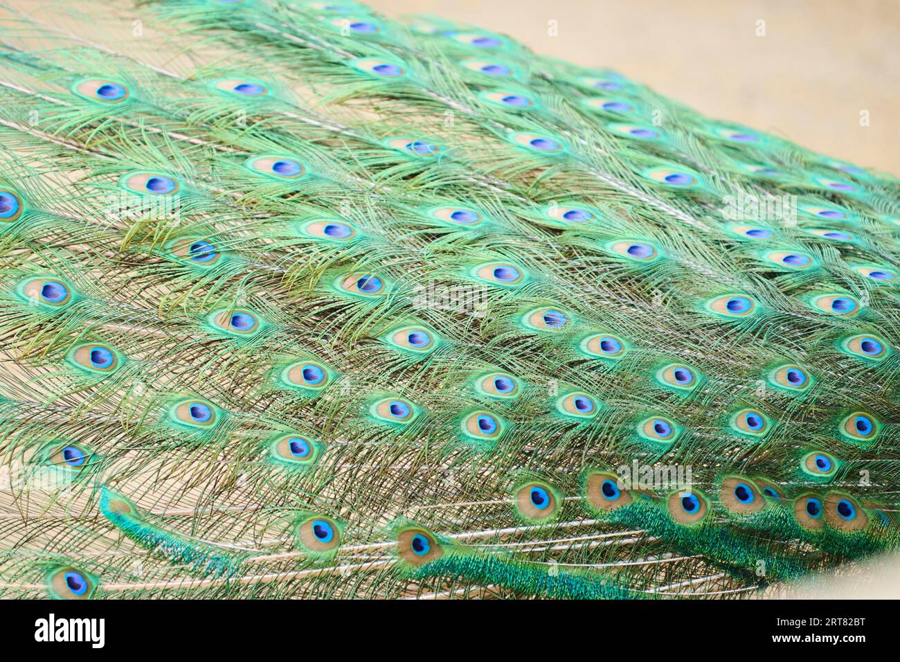 Indische Pfauenfeder (Pavo cristatus) Federn, Detail, Augen, Spanien Stockfoto