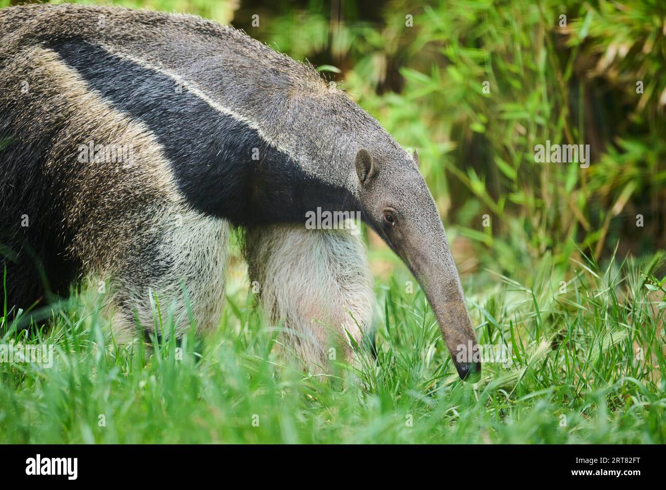 Giant anteater (Myrmecophaga tridactyla), gefangengenommen, Vertrieb Südamerika Stockfoto