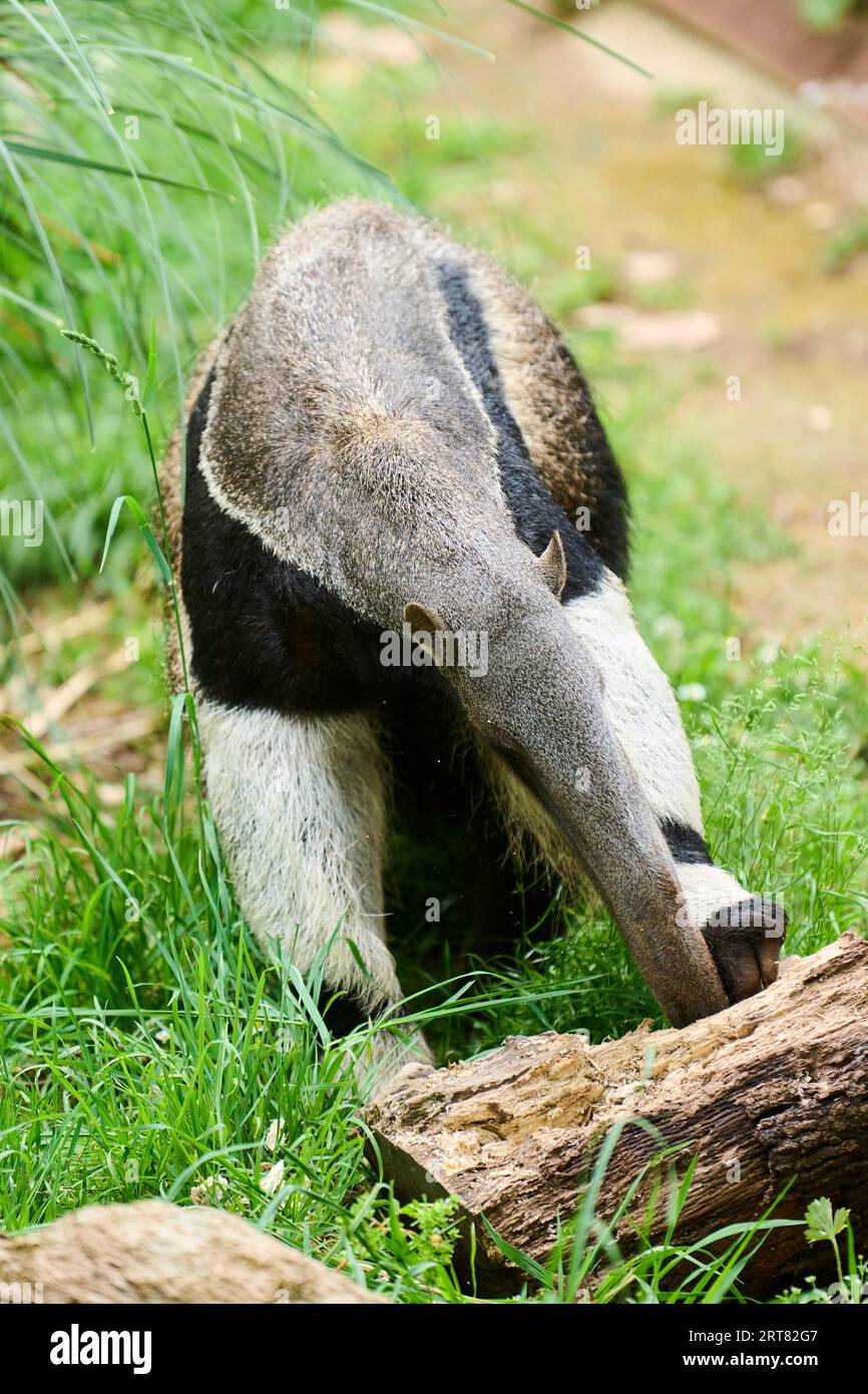 Giant anteater (Myrmecophaga tridactyla), gefangengenommen, Vertrieb Südamerika Stockfoto