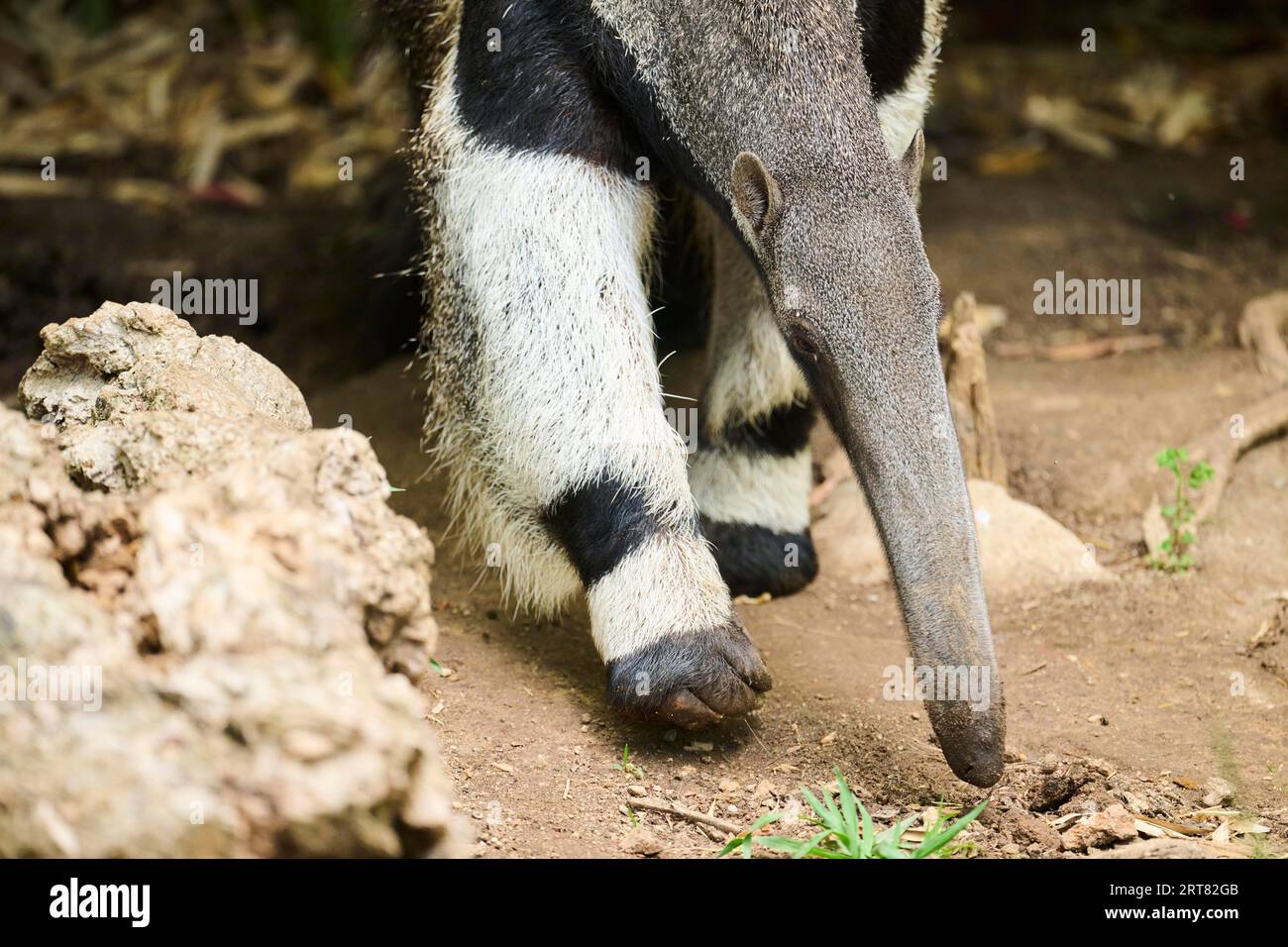 Giant anteater (Myrmecophaga tridactyla), gefangengenommen, Vertrieb Südamerika Stockfoto