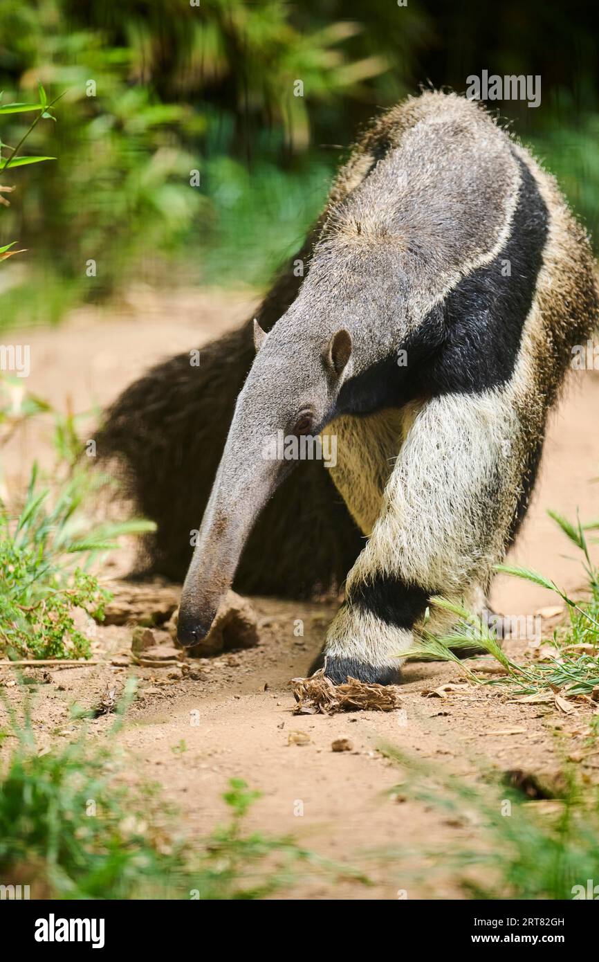 Giant anteater (Myrmecophaga tridactyla), gefangengenommen, Vertrieb Südamerika Stockfoto