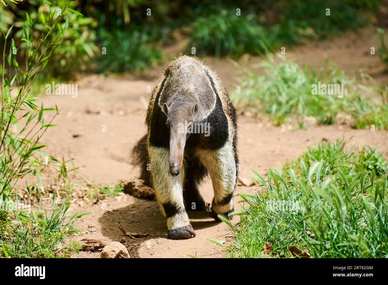 Giant anteater (Myrmecophaga tridactyla), gefangengenommen, Vertrieb Südamerika Stockfoto