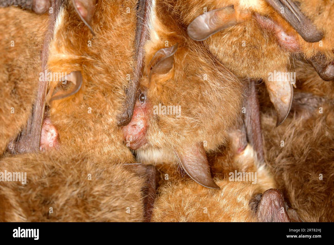 Fledermäuse, Fledermäuse (Myotis nattereri), in einer Fledermausbox Fledermäuse, Säugetiere, Tiere, Neunkirchen im Siegerland, Nordrhein-Westfalen, Deutschland Stockfoto