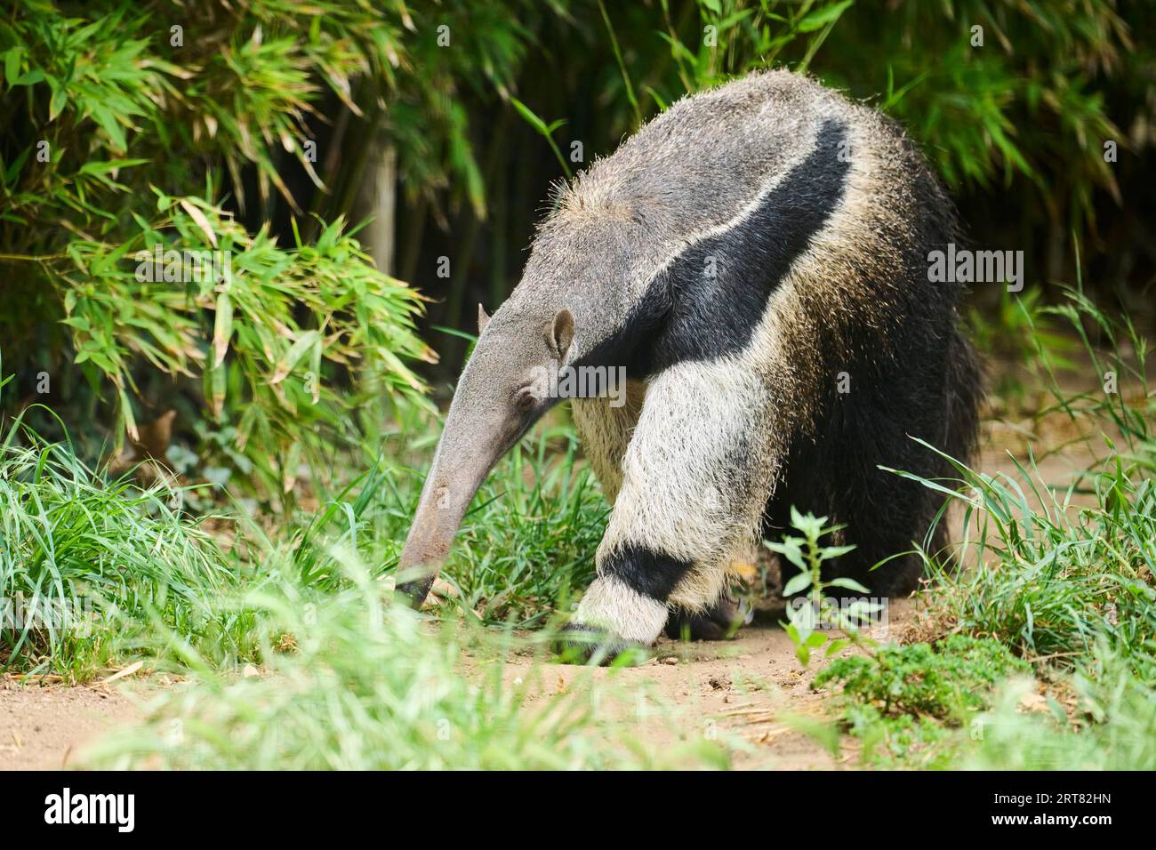 Giant anteater (Myrmecophaga tridactyla), gefangengenommen, Vertrieb Südamerika Stockfoto