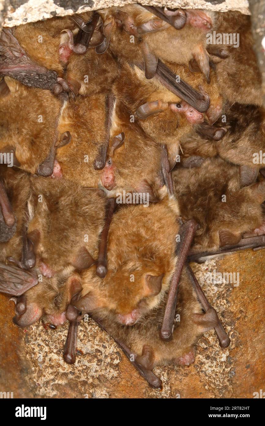 Fledermäuse, Fledermäuse (Myotis nattereri), in einer Fledermausbox Fledermäuse, Säugetiere, Tiere, Neunkirchen im Siegerland, Nordrhein-Westfalen, Deutschland Stockfoto