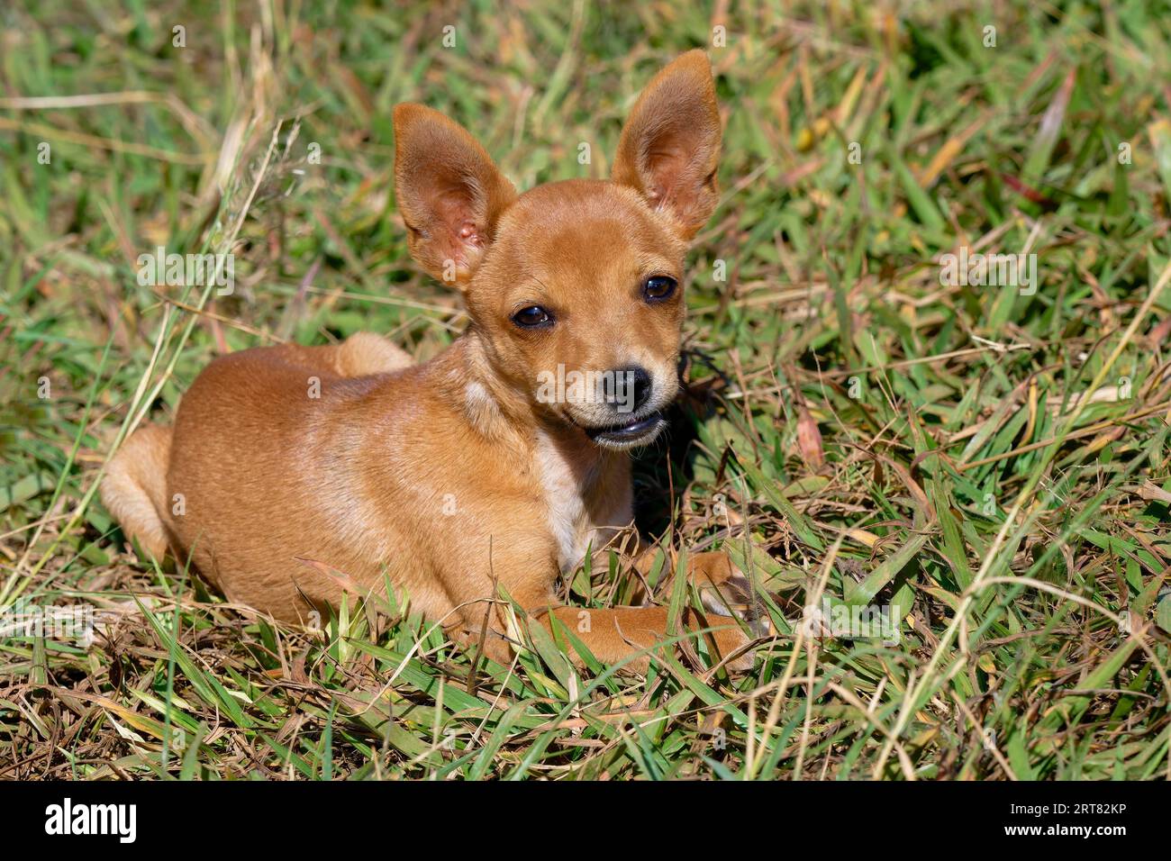 Kleiner Hund, der auf Gras liegt, Serra da Canastra, Bundesstaat Minas Gerais, Brasilien Stockfoto