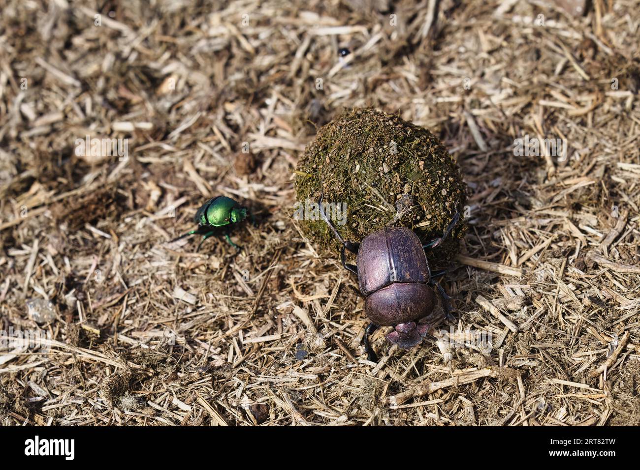 Dungkäfer oder Skarabäer, die den Kot um den runden Ball schieben, Provinz KwaZulu Natal, Südafrika Stockfoto