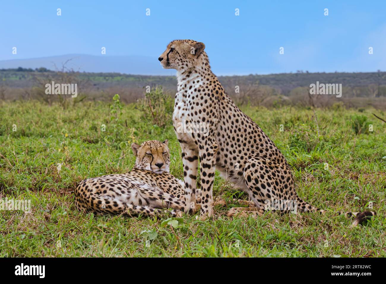 Zwei junge südöstliche Geparden (Acinonyx jubatus jubatus) in der Savanne, einer liegend, einer sitzend, Provinz KwaZulu Natal, Südafrika Stockfoto