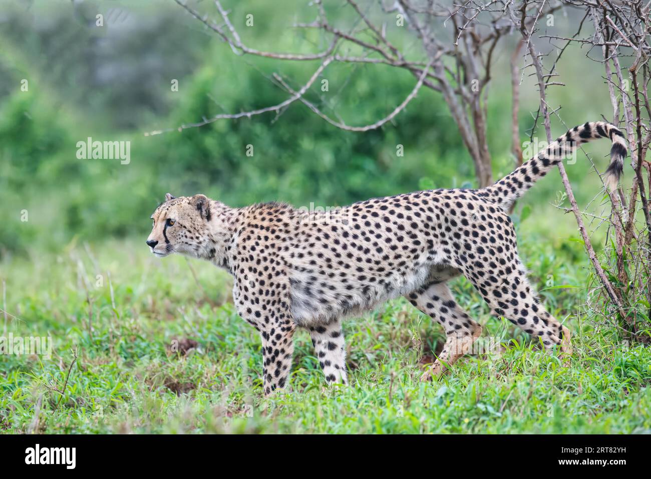 Junger südafrikanischer Gepard (Acinonyx jubatus jubatus), der in der Savanne, Provinz KwaZulu Natal, Südafrika, stalkt Stockfoto