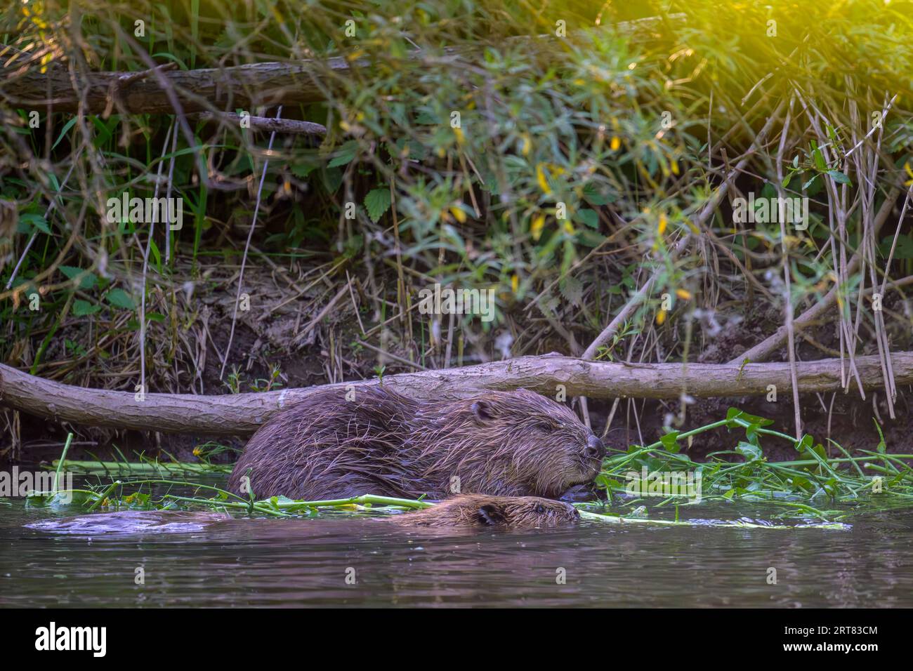 Zwei europäische Biber (Castor fiber) im Wasser, Eder, Hessen, Deutschland Stockfoto