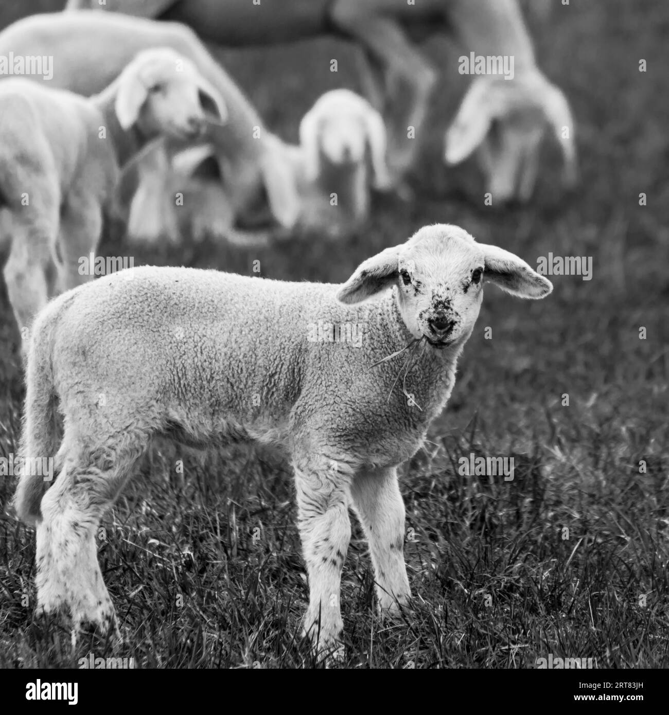 Lamm auf einer Weide, Lamm auf einem Feld Stockfoto