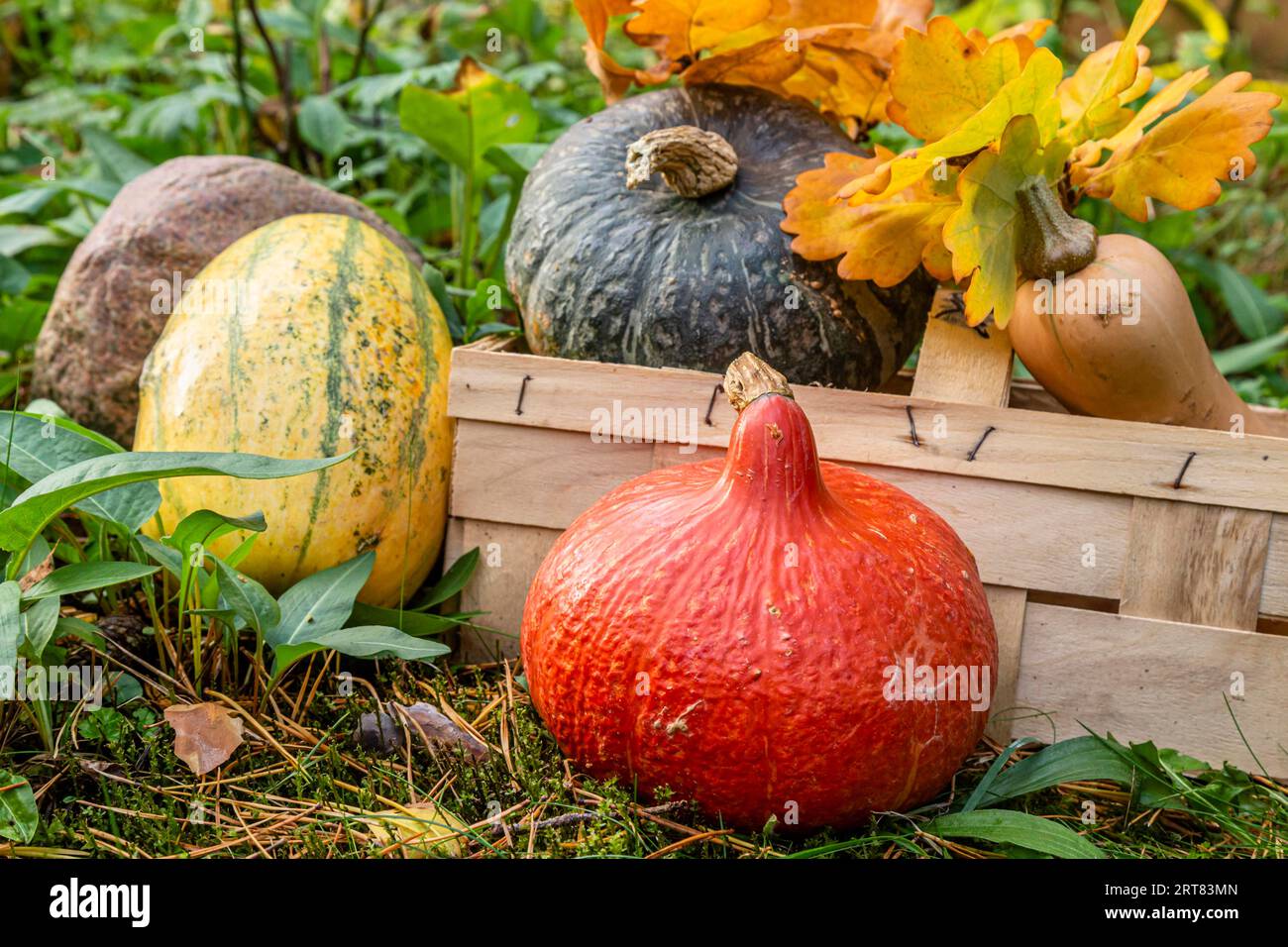 Hokkaido-Kürbis, Butternusskürbis, Spaghetti-Kürbis im Garten, roter kuri-Kürbis, Butternusskürbis, Spaghetti-Kürbis im Garten Stockfoto