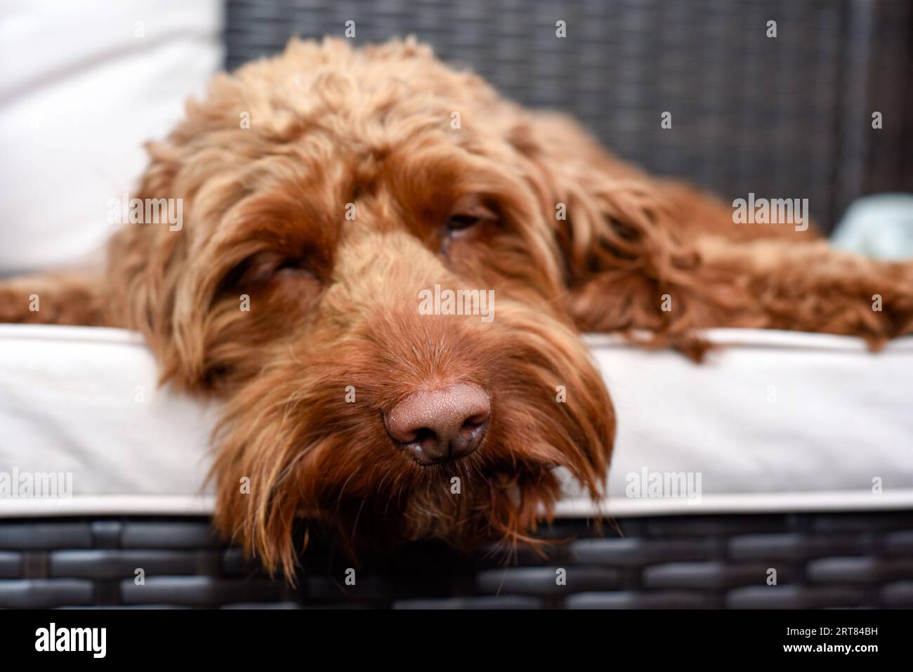 Hund schläft auf einem Sofa im Freien nahe an der Nase Stockfoto